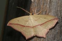 Timandra comae
