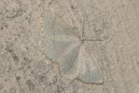 Cabera exanthemata