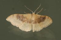 Idaea degeneraria