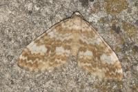 Perizoma flavofasciata