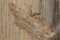 Hypomecis punctinalis