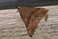 Hypena proboscidalis