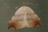 Laspeyria flexula
