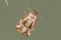 Elaphria venustula