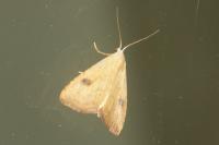 Rivula sericealis