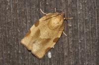 Choristoneura hebenstreitella
