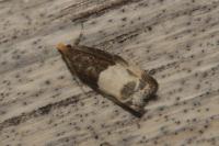 Notocelia cynosbatella