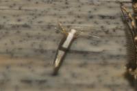 Argyresthia pruniella