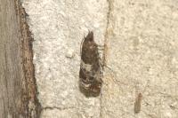 Notocelia trimaculana
