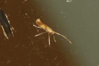 Caloptilia