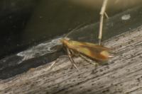 Caloptilia