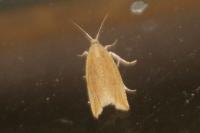 Bactra