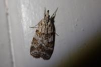 Scoparia pyralella