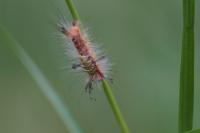 Orgyia antiqua