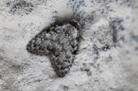 Meganola strigula