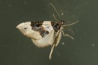 Cosmorhoe ocellata