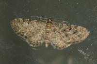 Pasiphila chloerata