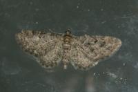 Pasiphila chloerata