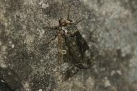 Craniophora ligustri