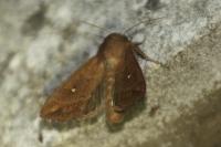 Mythimna albipuncta