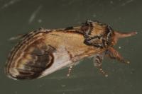 Notodonta ziczac