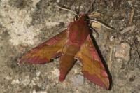 Deilephila porcellus