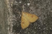 Ostrinia nubilalis