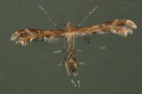 Oxyptilus
