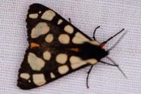 Arctia villica