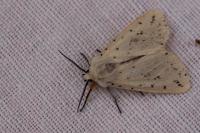 Spilosoma lubricipeda