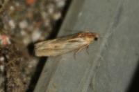 Eucosma