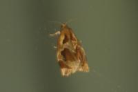 Archips crataegana