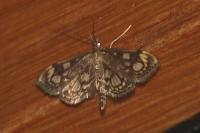 Anania coronata