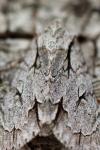 Acronicta sp (psi/tridens)