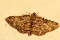 Peribatodes rhomboidaria
