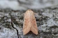 Mythimna vitellina