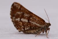 Bupalus piniaria