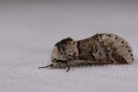 Furcula bifida