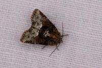 Oligia strigilis/versicolor