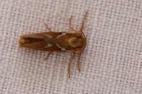 Korscheltellus lupulinus