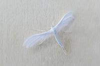 Pterophorus pentadactylus