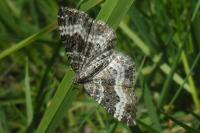 Epirrhoe alternata