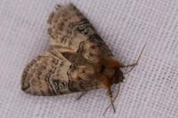 Tethea ocularis