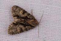 Acronicta strigosa