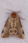Thyatira batis
