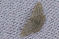 Idaea subsericeata