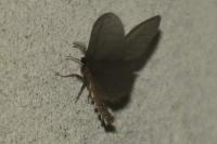 Sterrhopterix fusca