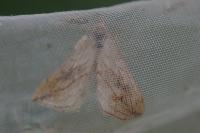 Evergestis forficalis