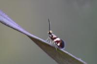 Micropterix aglaella
