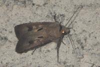 Agrotis exclamationis